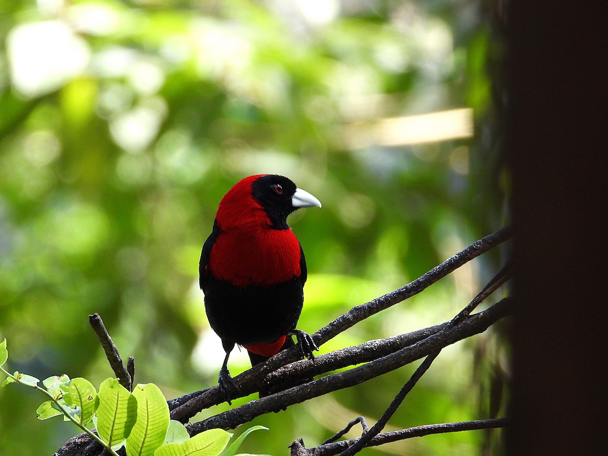 Crimson-collared Tanager - ML647383601