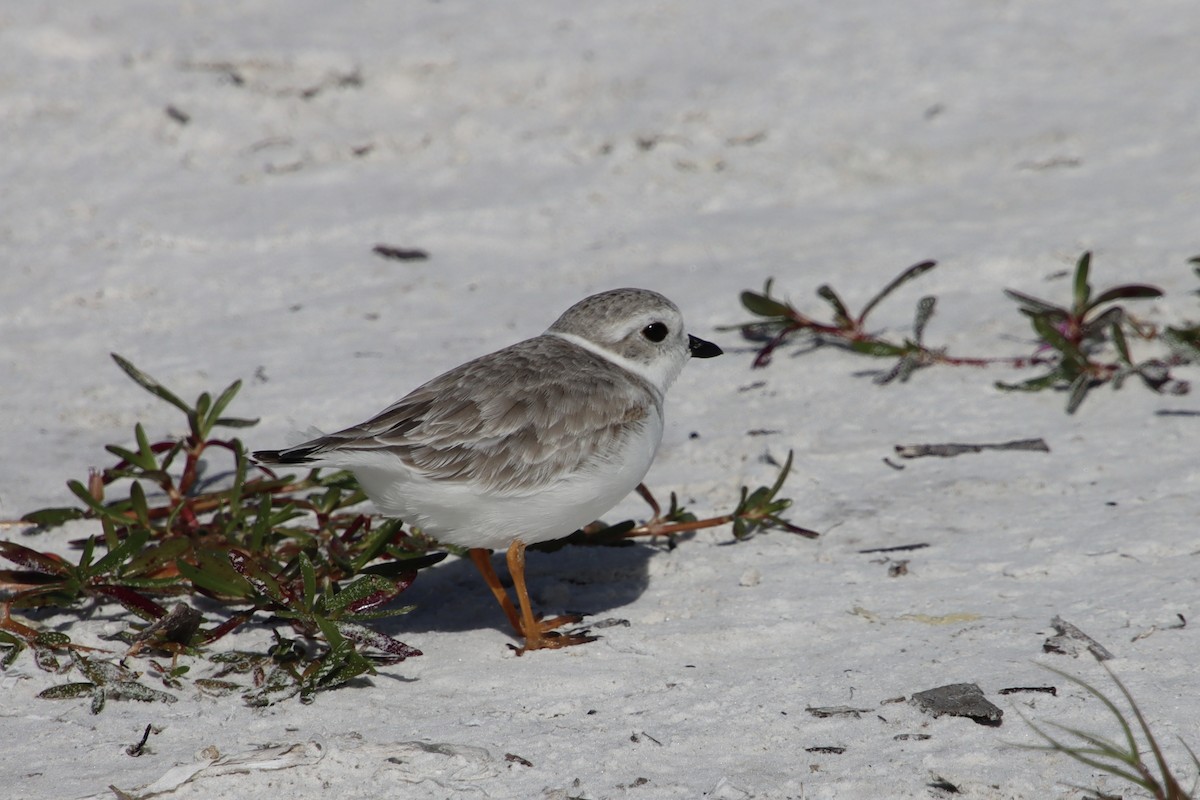 Piping Plover - ML647383603