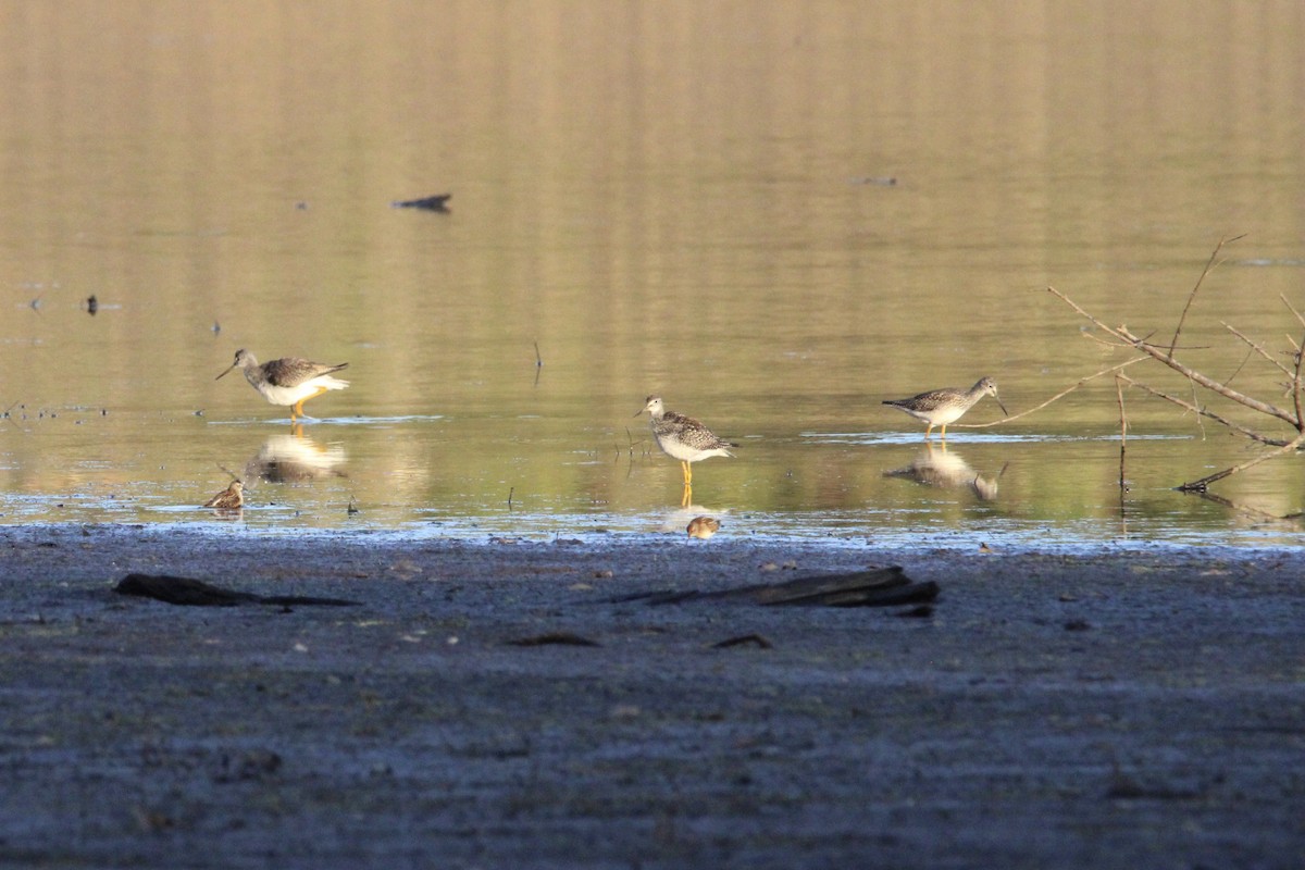 Greater Yellowlegs - ML647383604