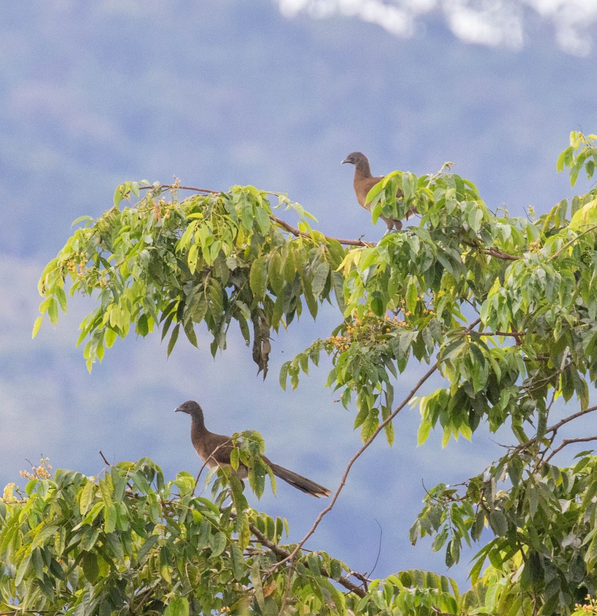 Gray-headed Chachalaca - ML647383610