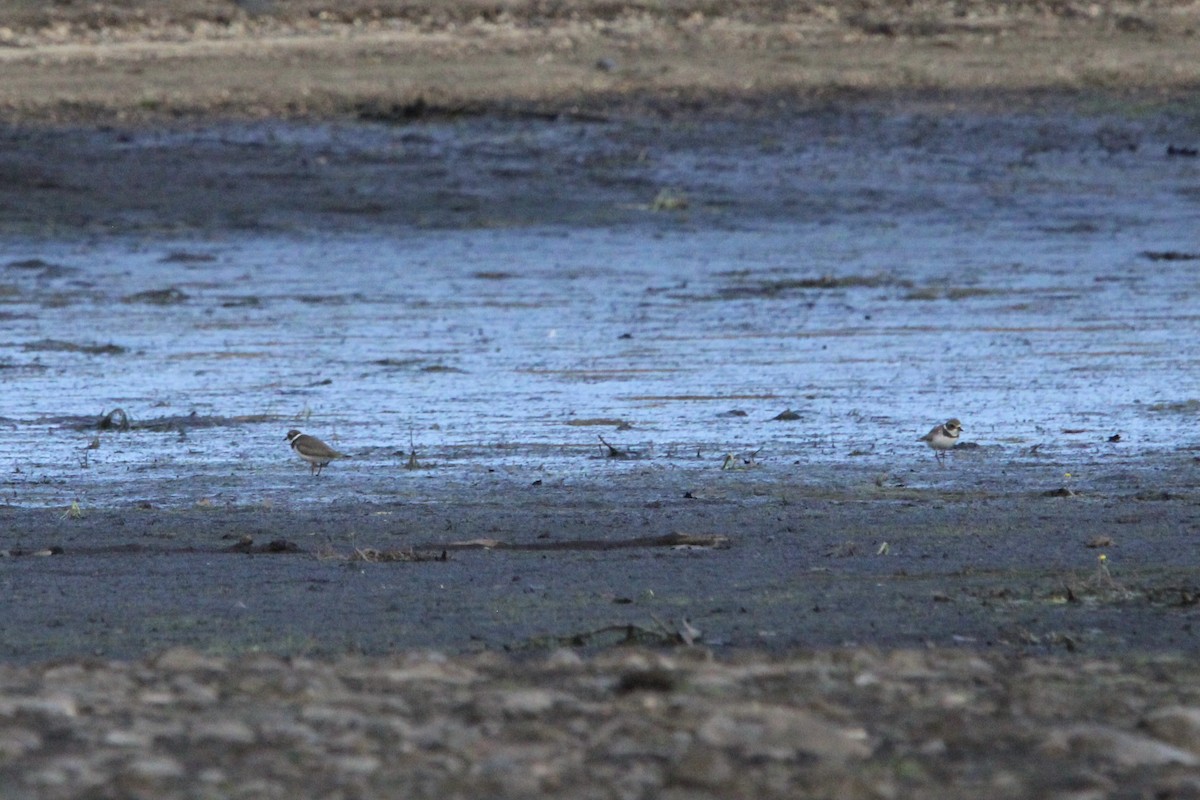 Semipalmated Plover - ML647383620