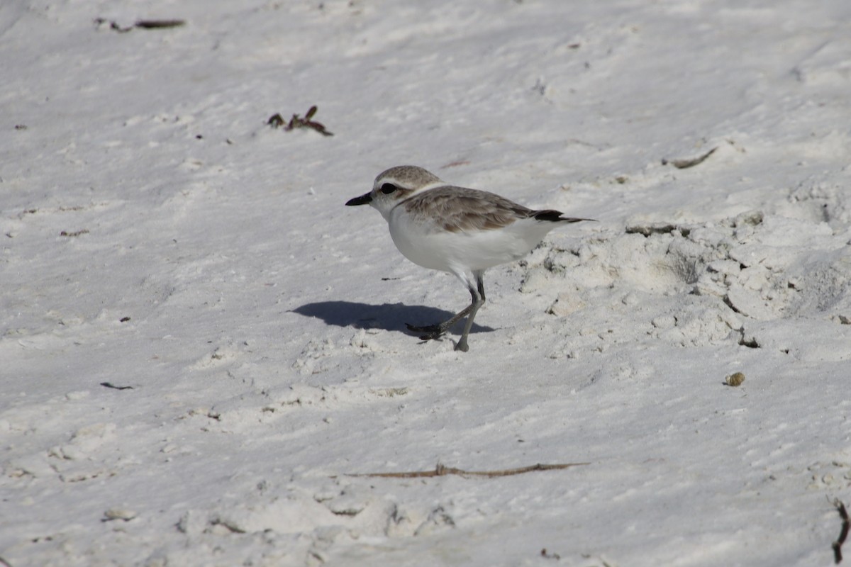 Snowy Plover - ML647383625