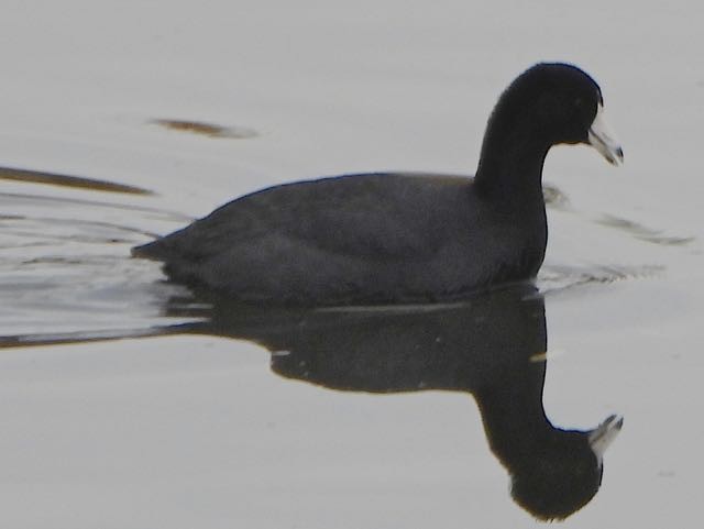 Лиска американська - ML647383631