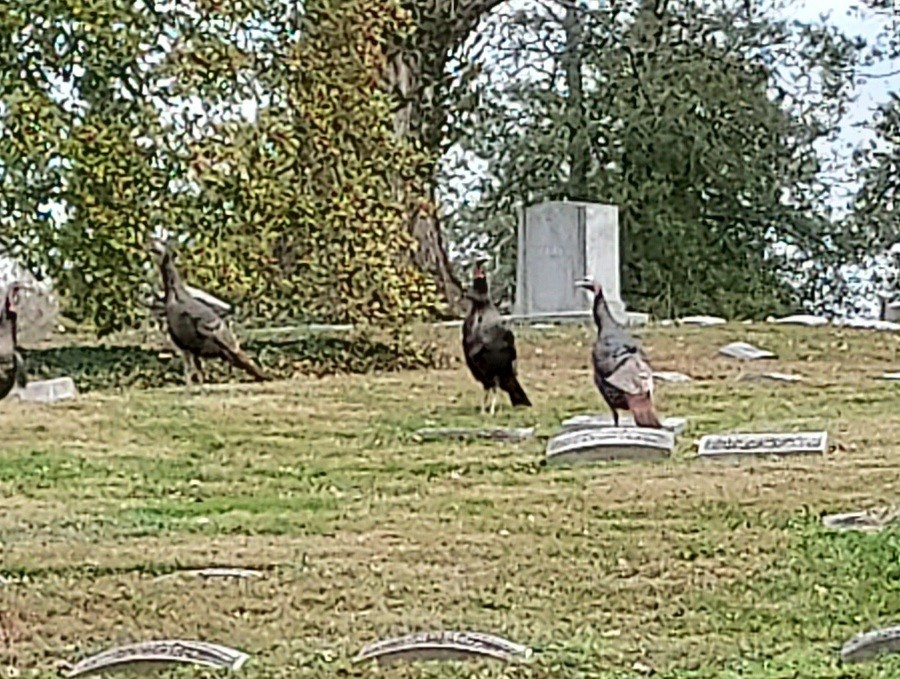 Guajolote Gallipavo - ML647383637