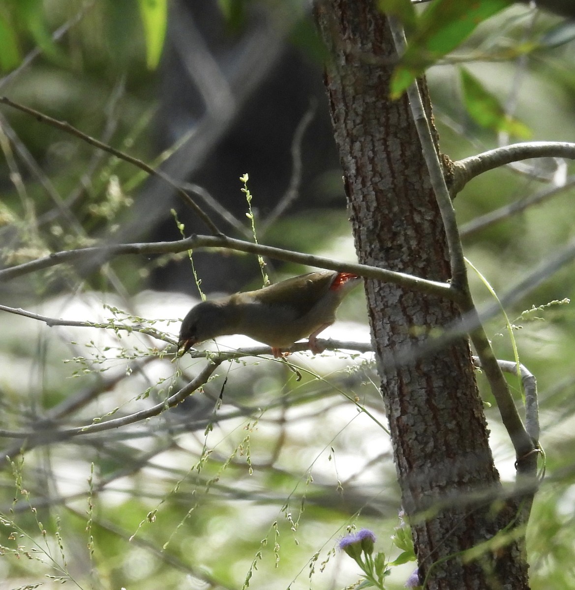 Red-browed Firetail - ML647383641
