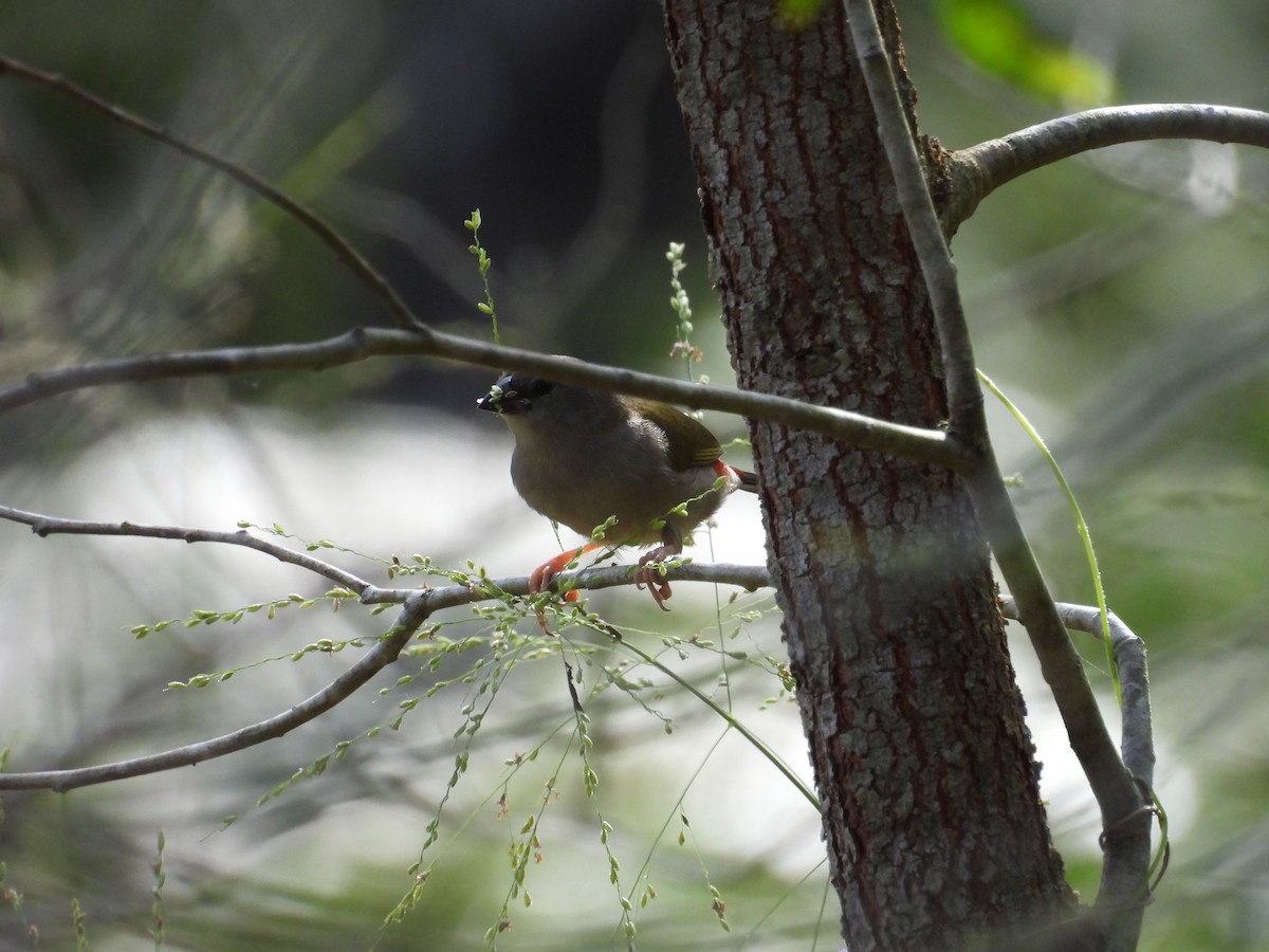 Red-browed Firetail - ML647383642