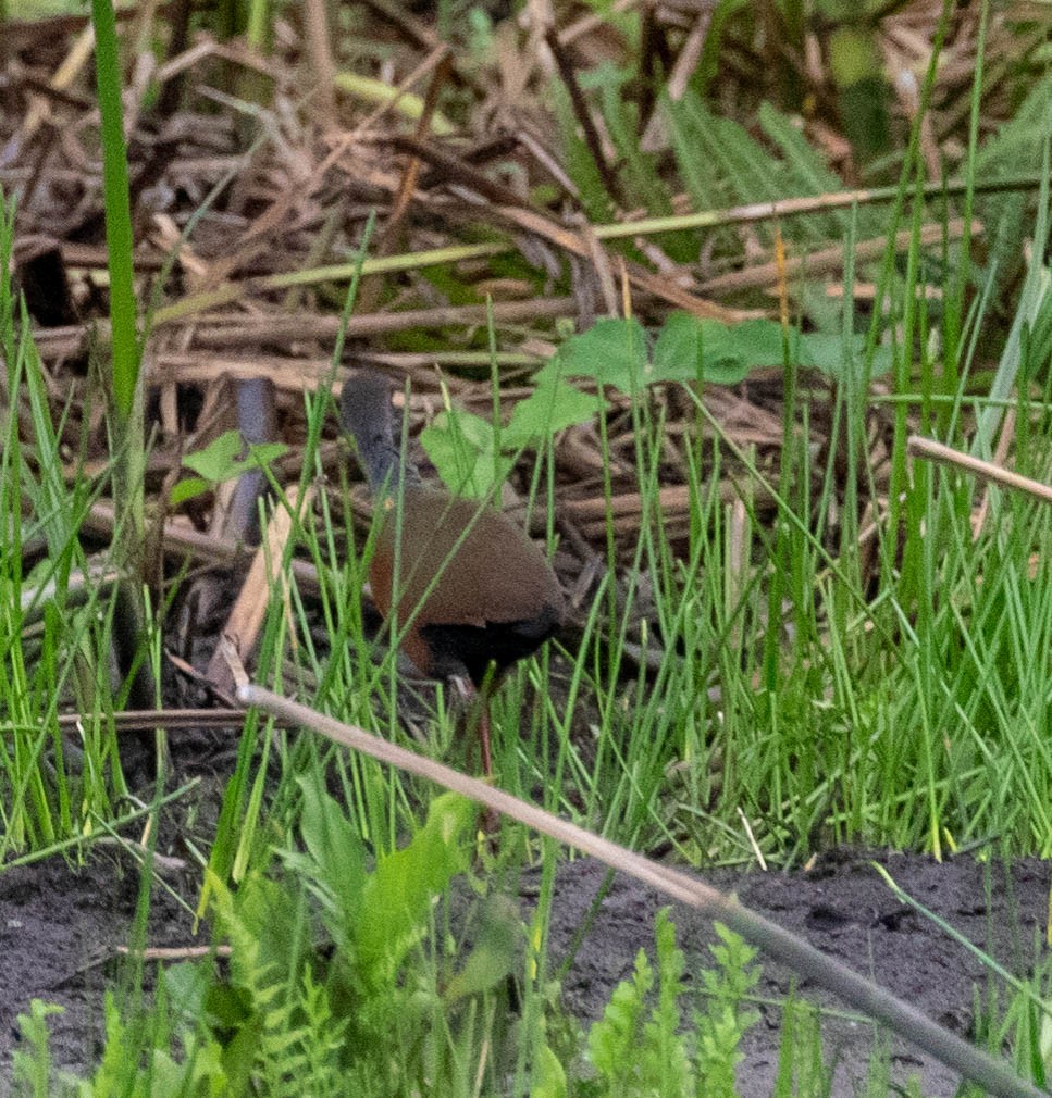 gråhalsrikse - ML647383657