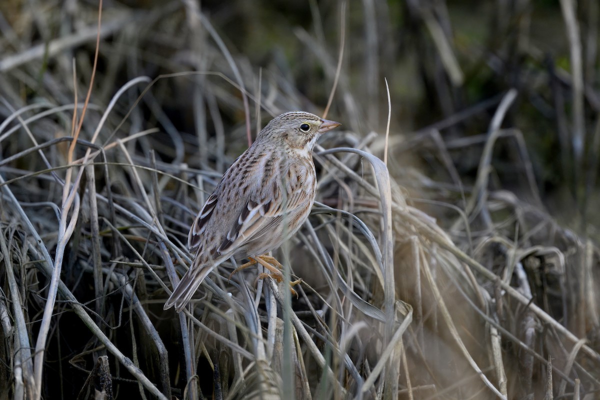 Chingolo Sabanero (princeps) - ML647383659