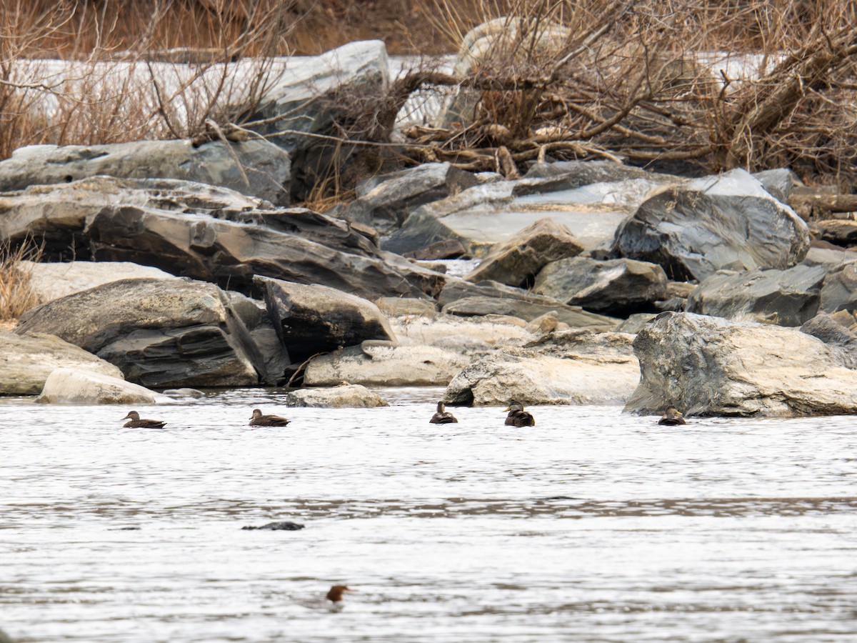 American Black Duck - ML647383661