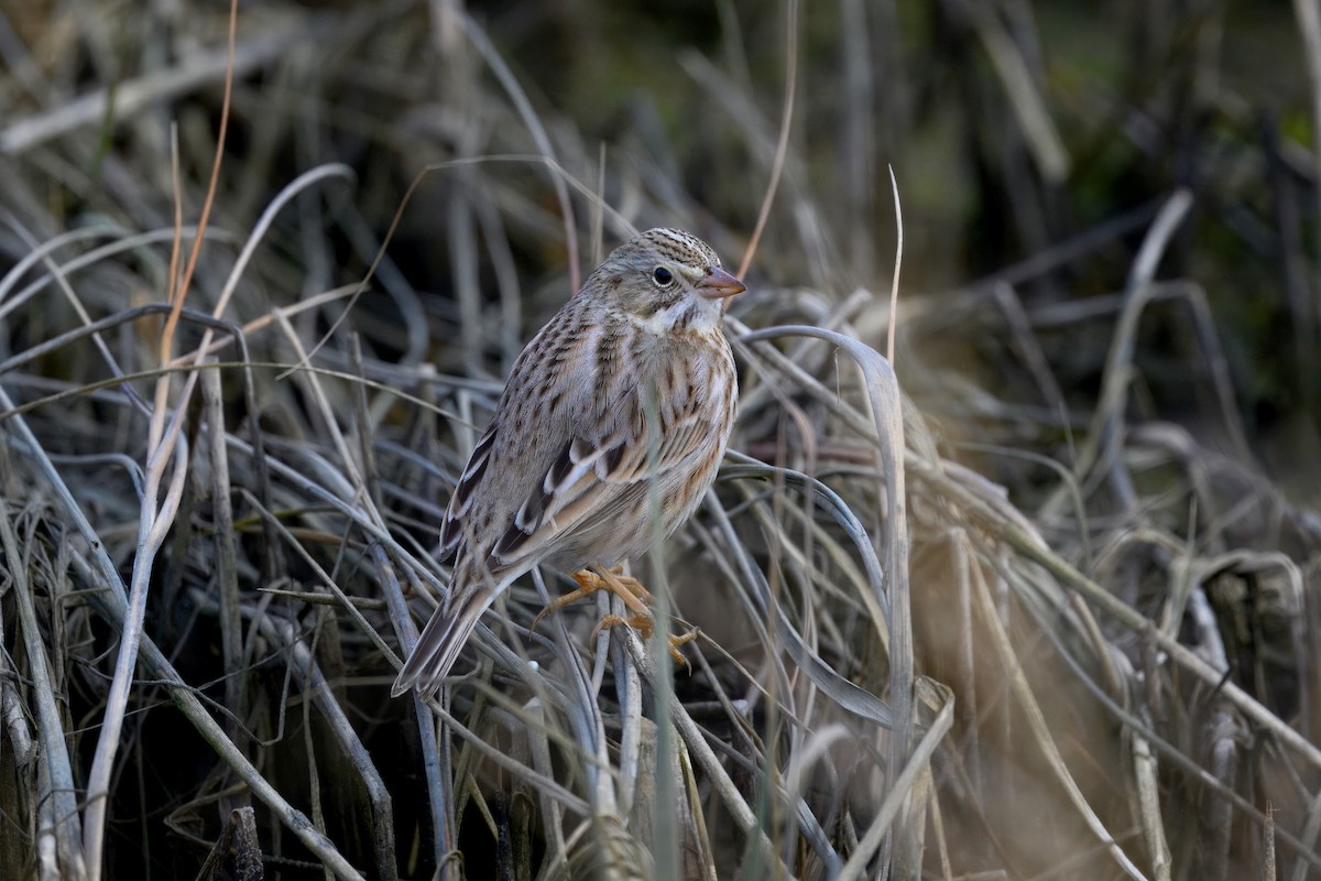 Chingolo Sabanero (princeps) - ML647383663