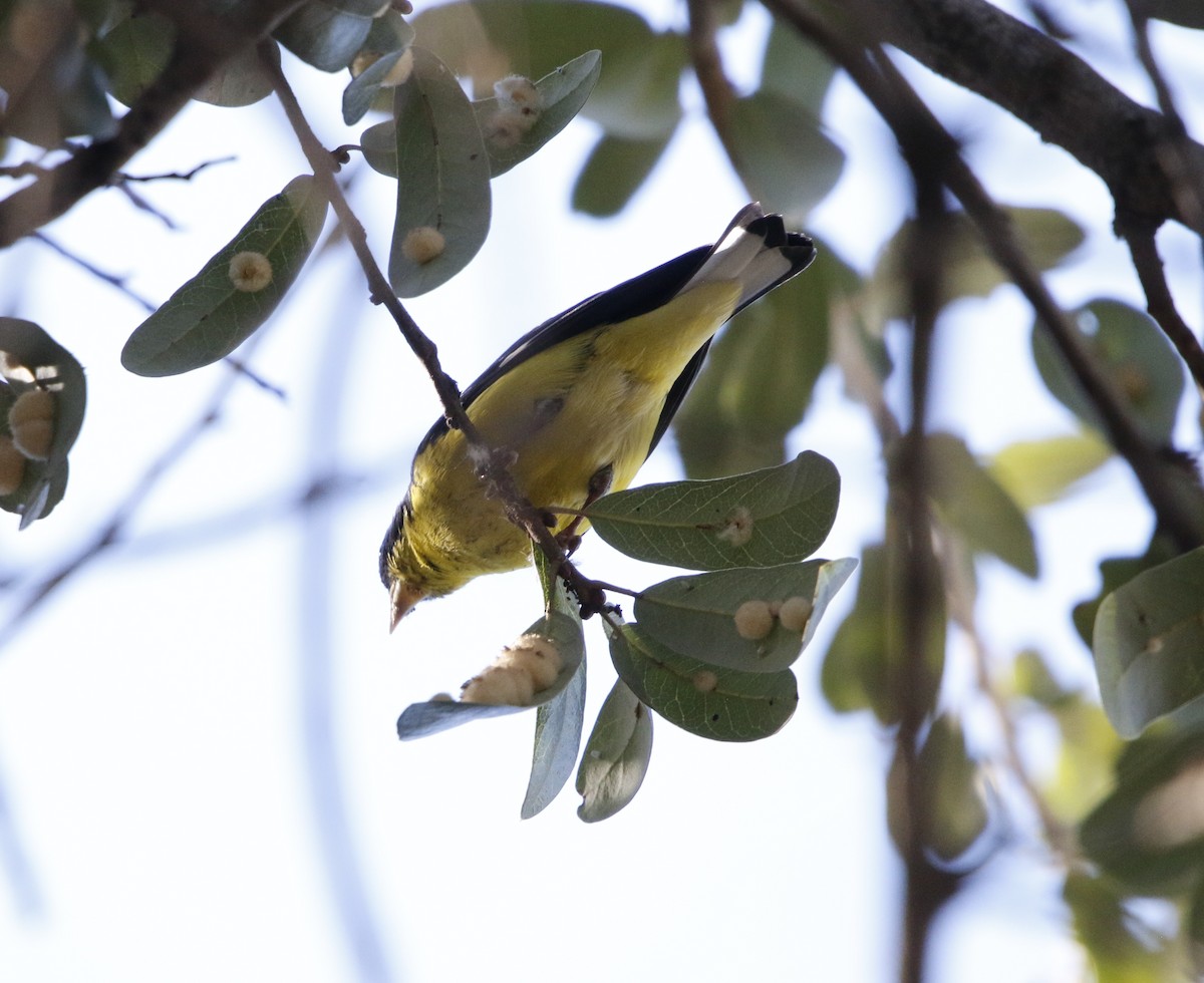 Lesser Goldfinch - ML647383666