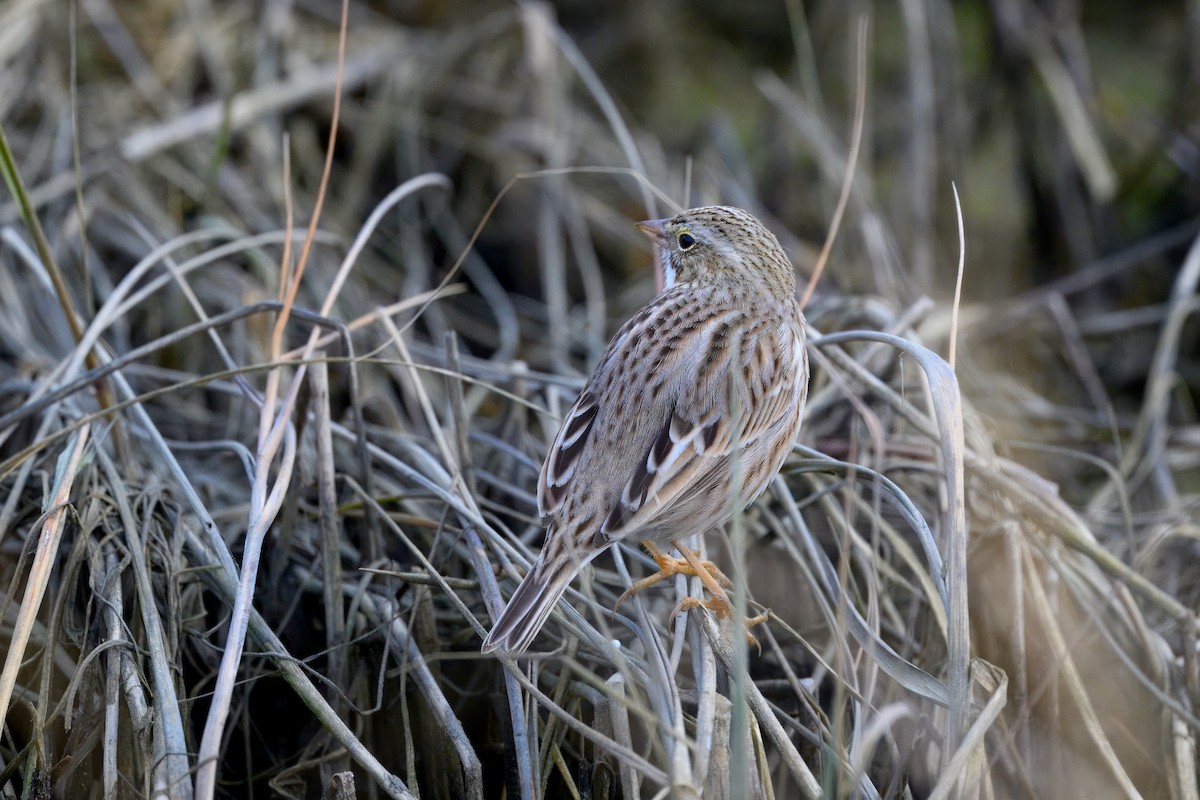 Chingolo Sabanero (princeps) - ML647383674