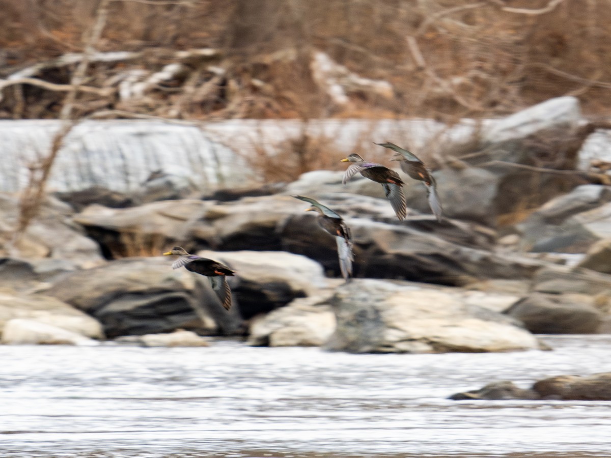 American Black Duck - ML647383679