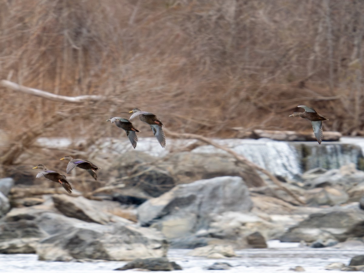 American Black Duck - ML647383680