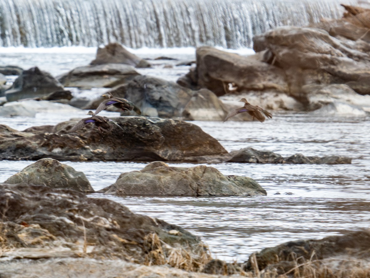 American Black Duck - ML647383681