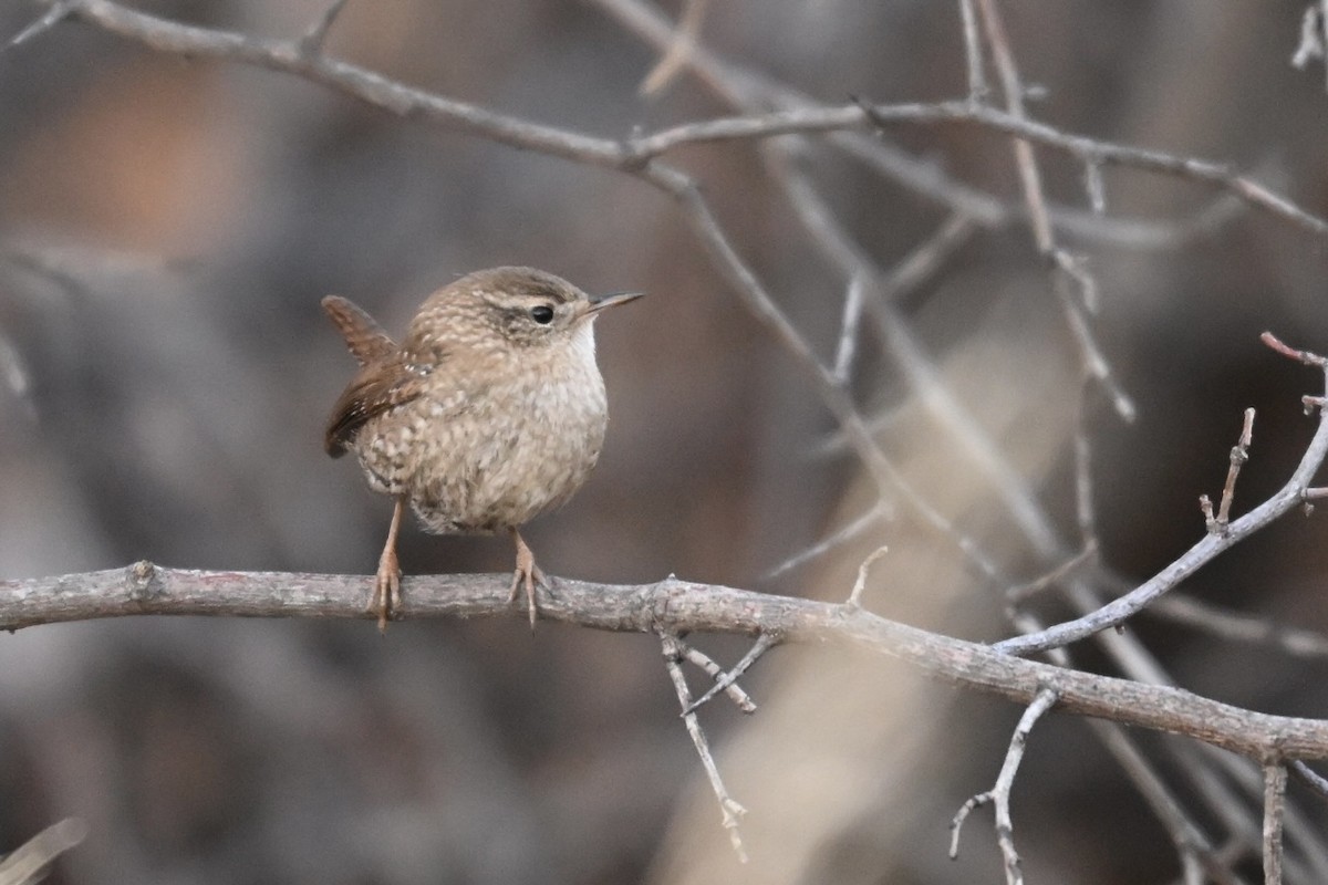 フユミソサザイ - ML647383684