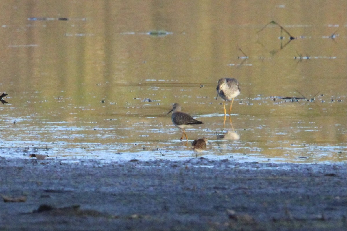 Lesser Yellowlegs - ML647383686