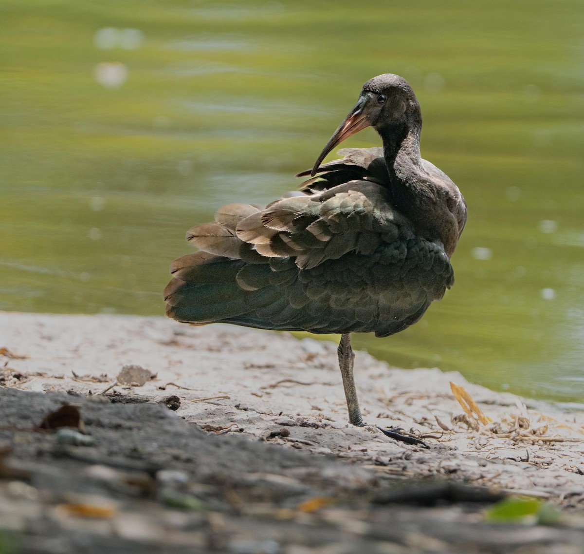Ibis Afeitado - ML647383699