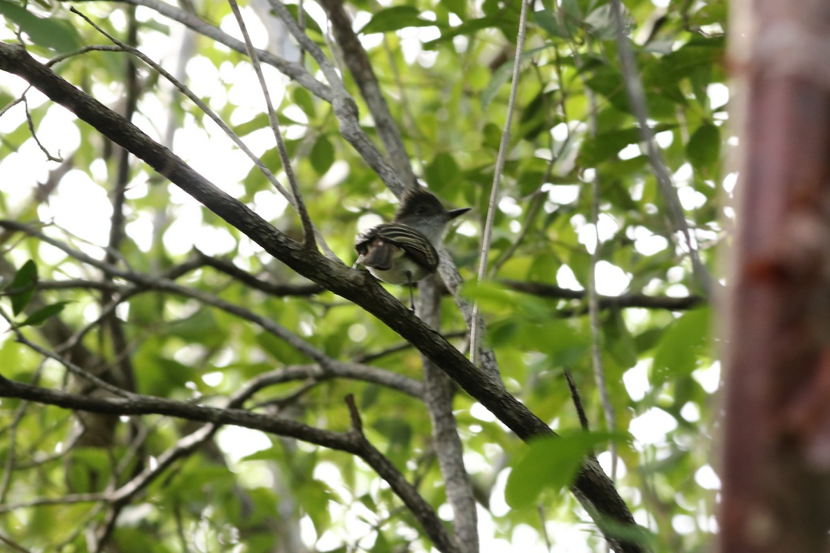 Élénie siffleuse - ML647383703