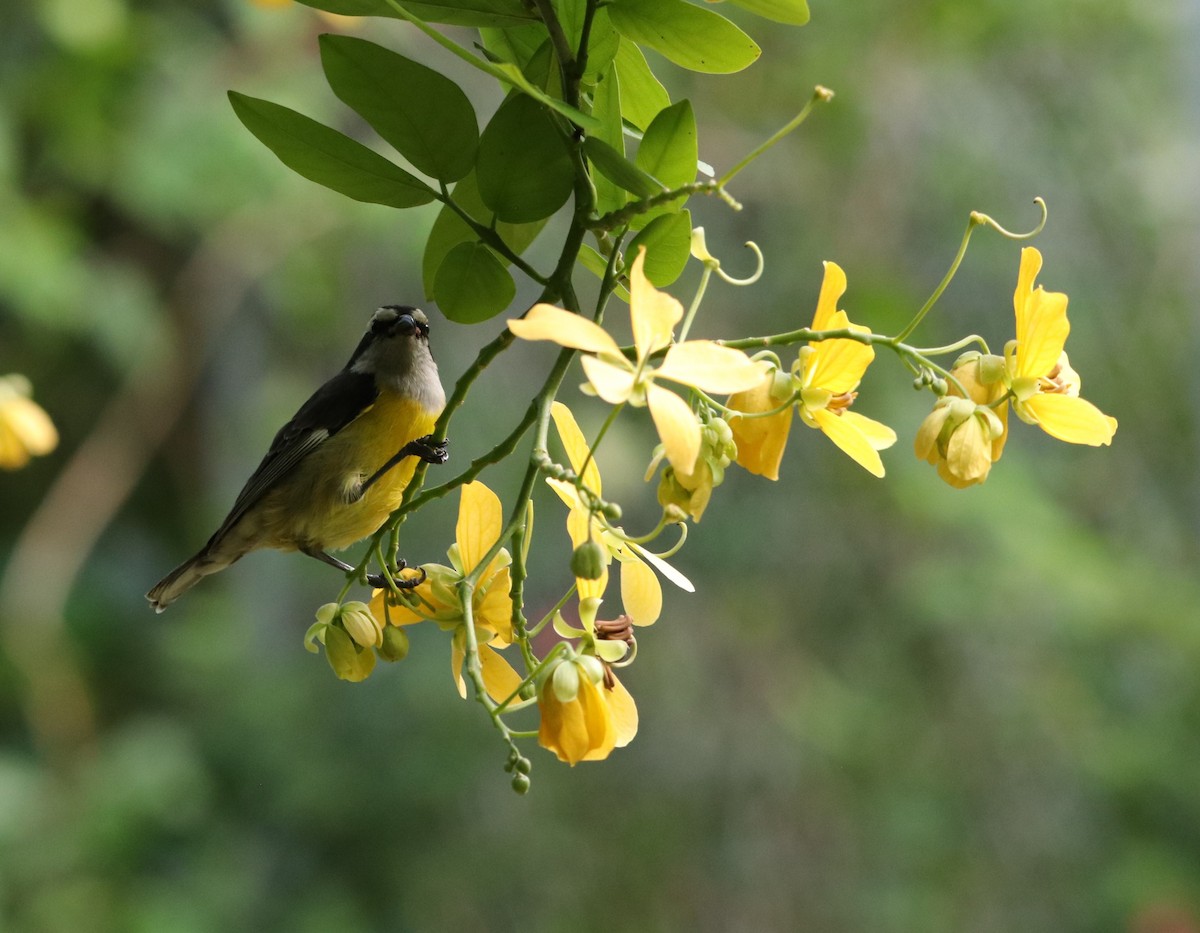 Sucrier à ventre jaune - ML647383713