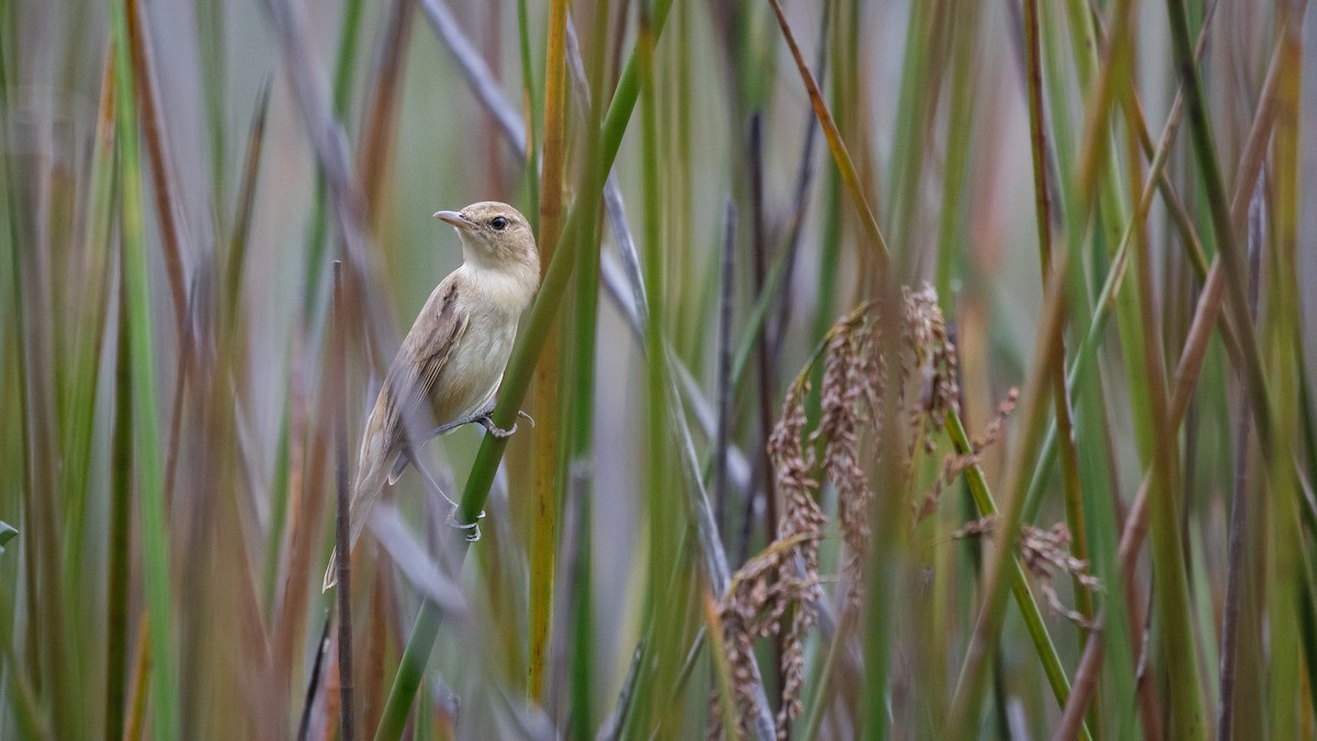 Australian Reed Warbler - ML647383729