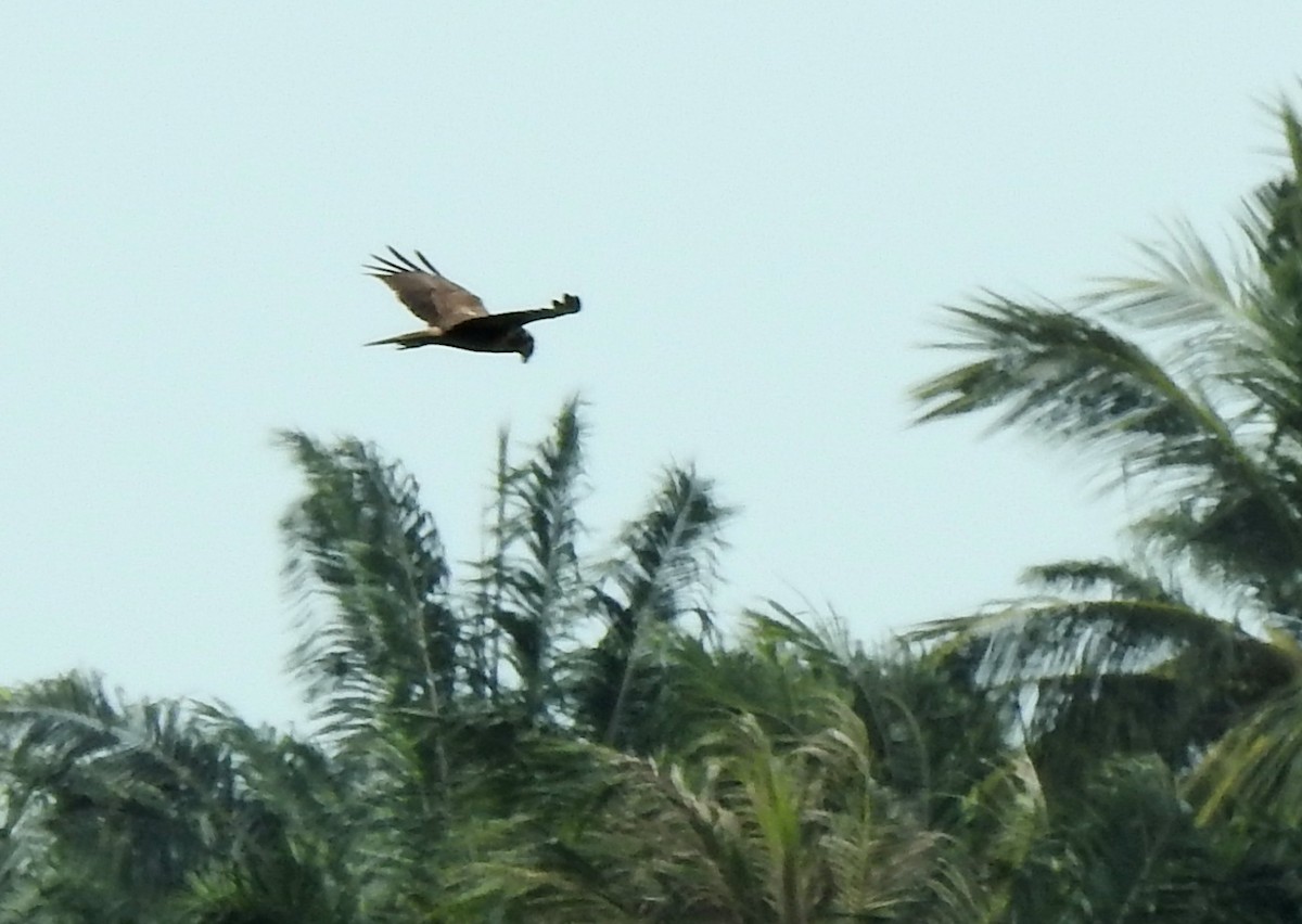 Eastern Marsh Harrier - ML647383733