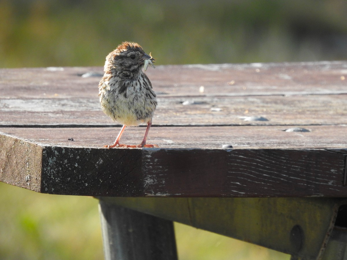 Ötücü Serçe - ML647383737