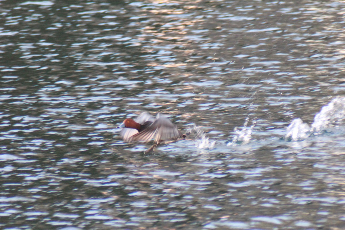 Redhead - ML647383742