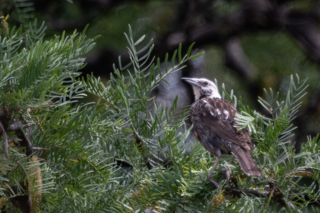 Long-tailed Meadowlark - ML647383752