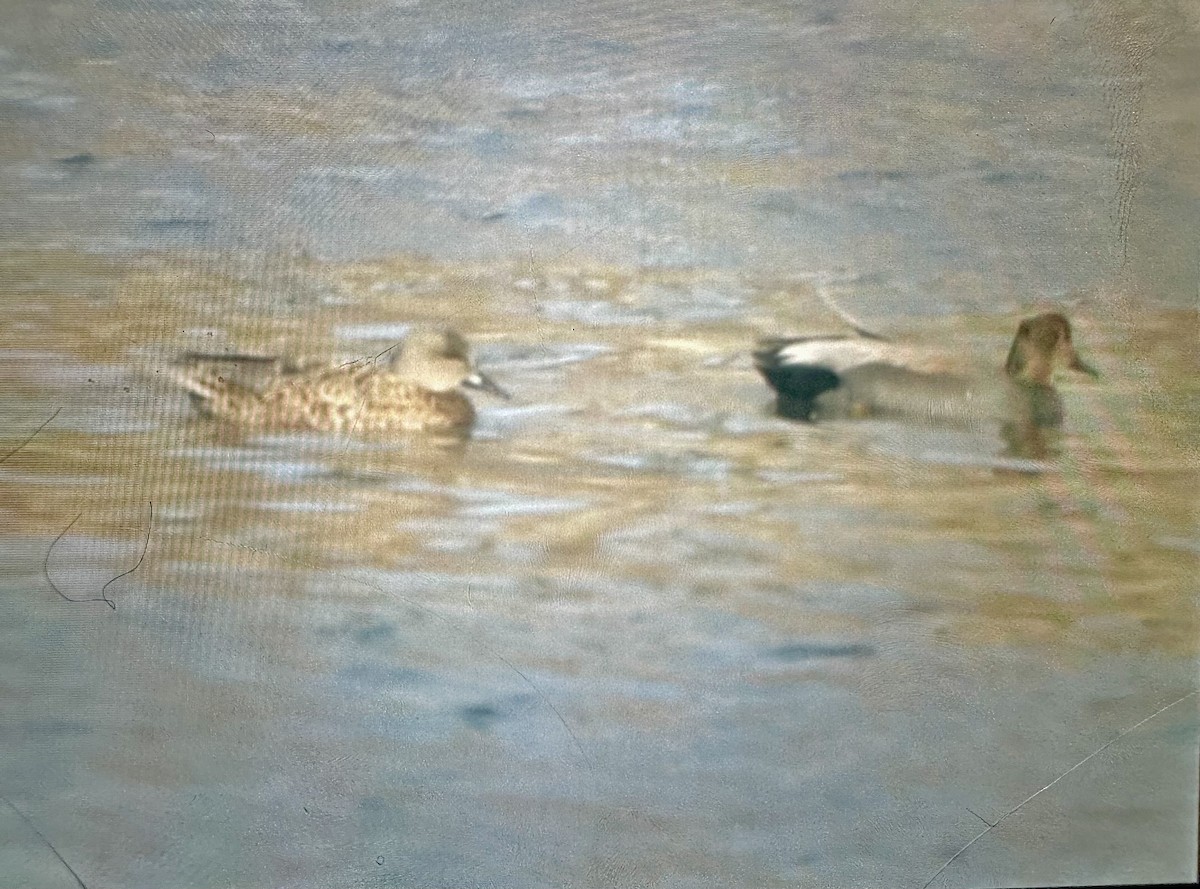 Gadwall - ML647383753