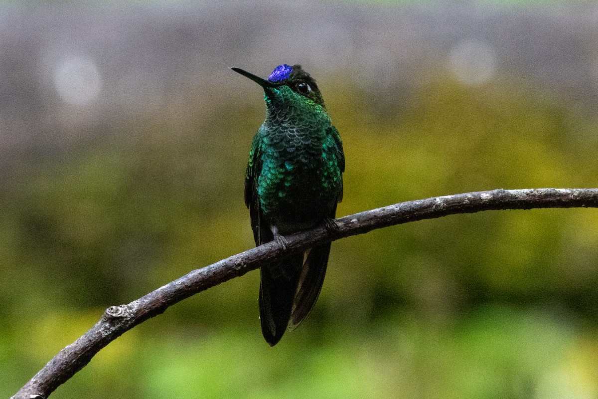 Mor Alınlı Pırıltı - ML647383759