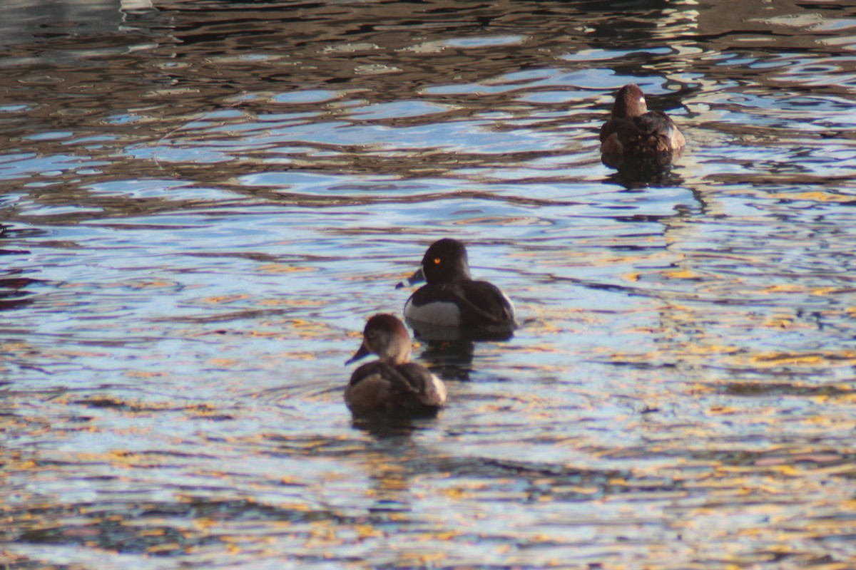 Ring-necked Duck - ML647383766