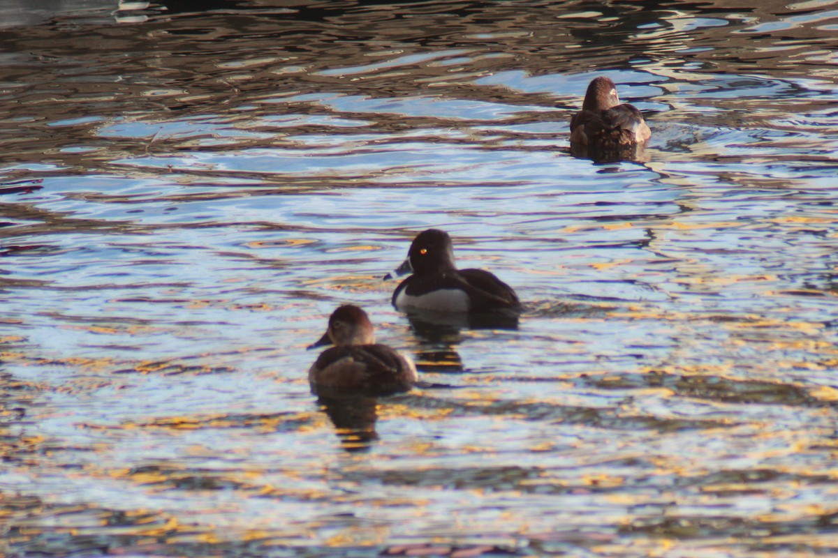 Ring-necked Duck - ML647383767