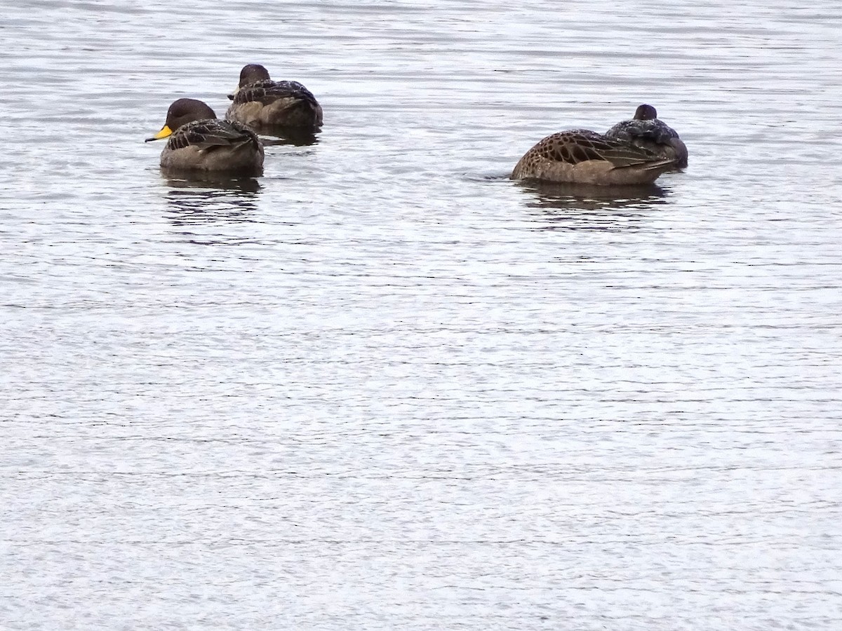 Yellow-billed Teal - ML647383771