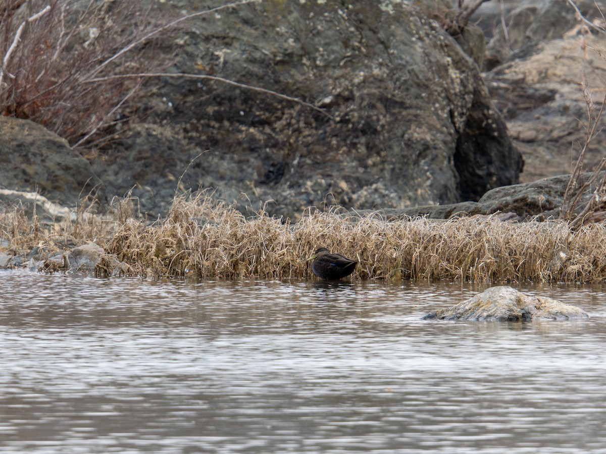 American Black Duck - ML647383772