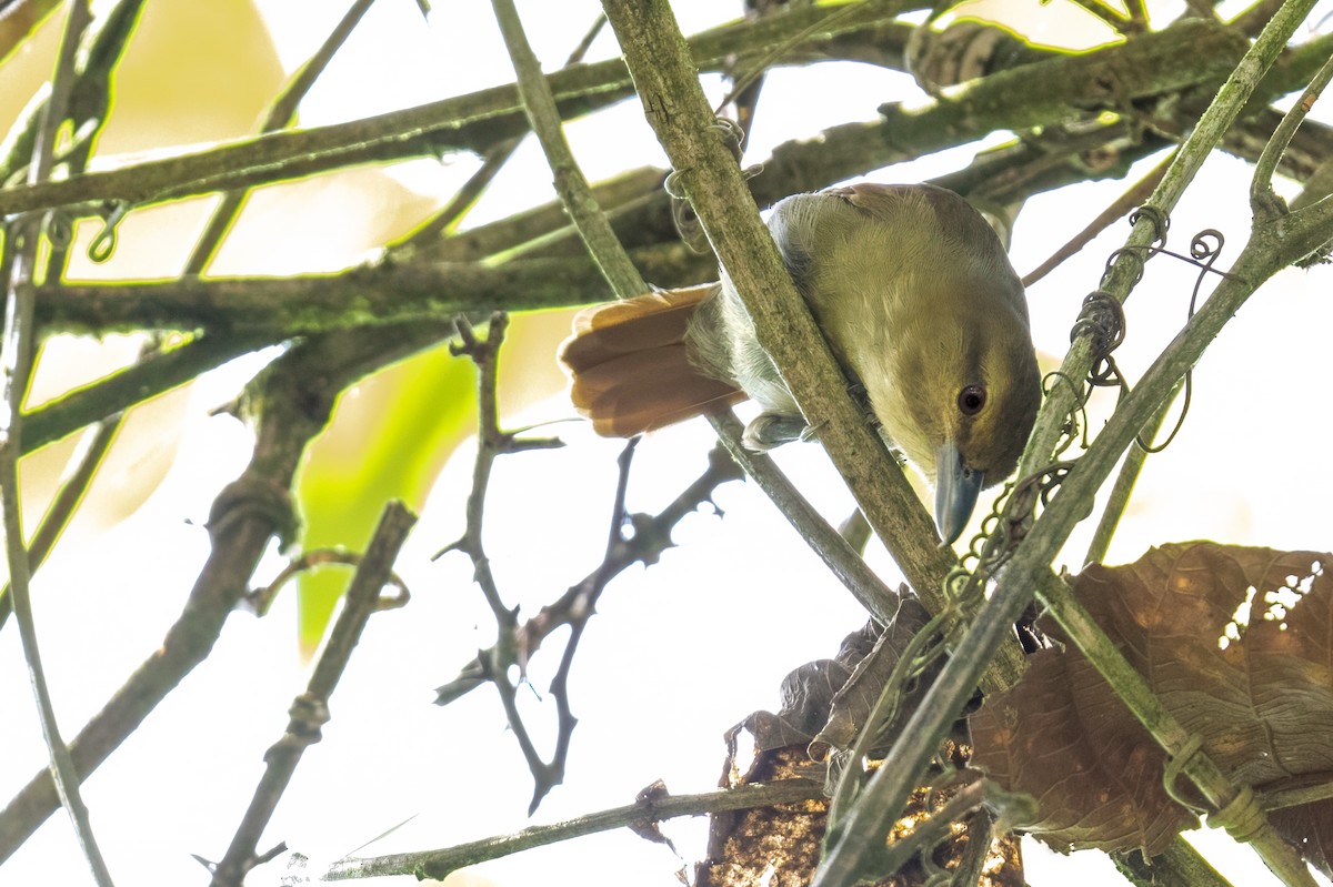 Russet Antshrike - ML647383773
