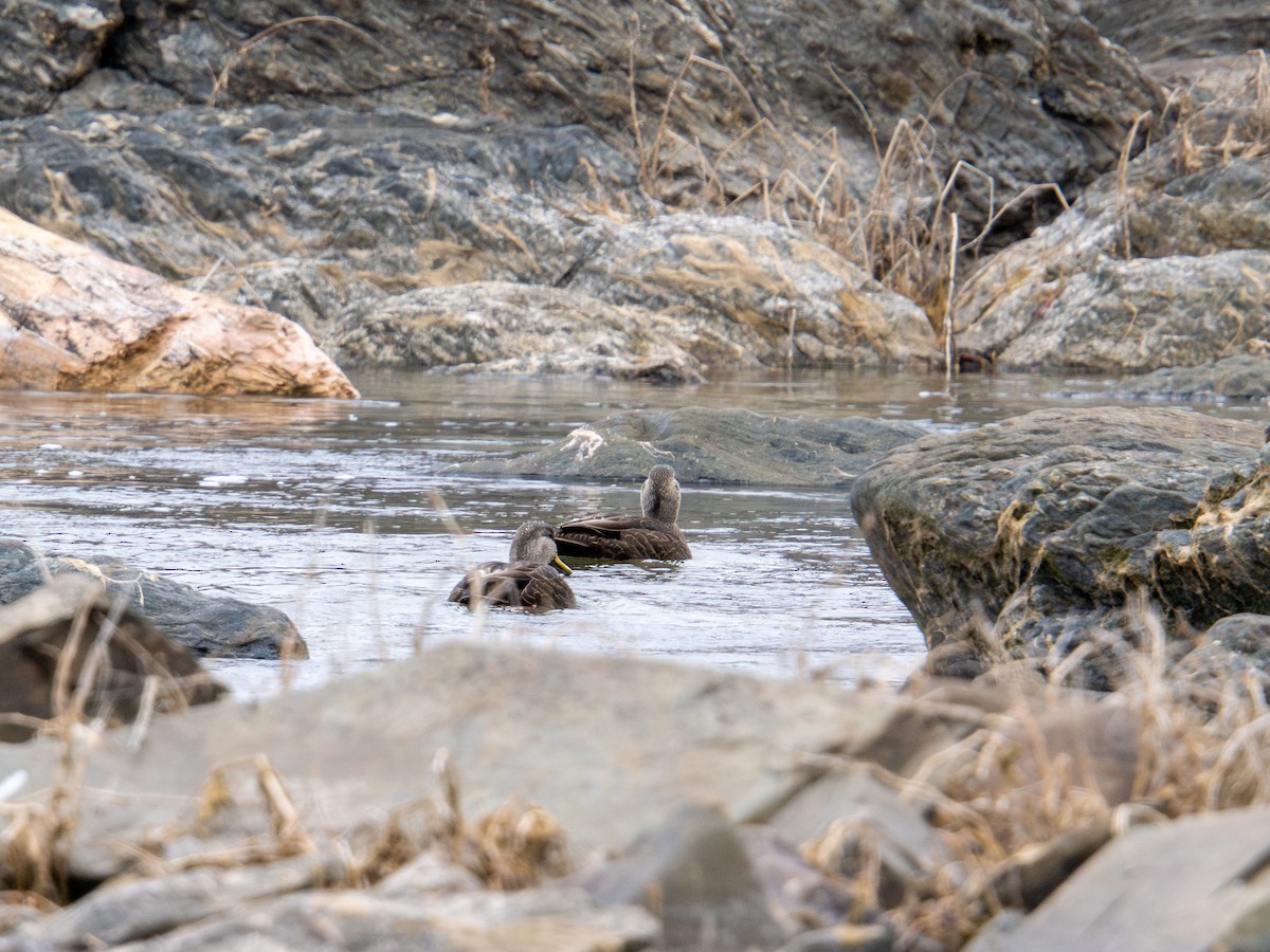 American Black Duck - ML647383774