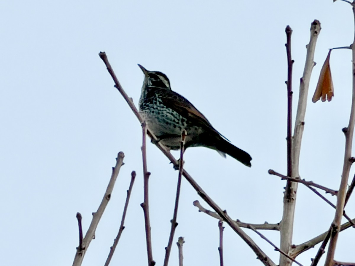 Dusky Thrush - ML647383775