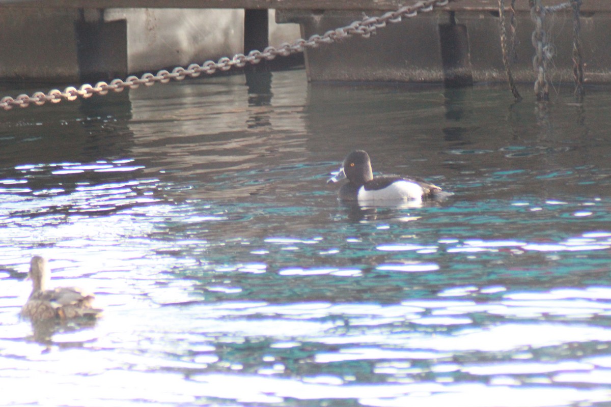 Ring-necked Duck - ML647383776