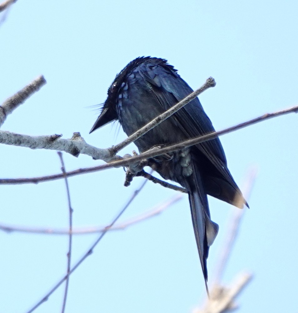 Bronzed Drongo - ML647383777