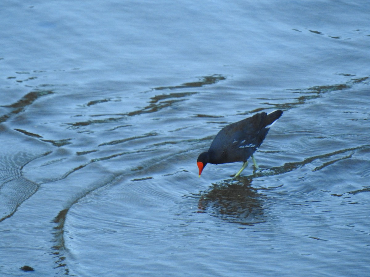 slípka americká - ML647383779