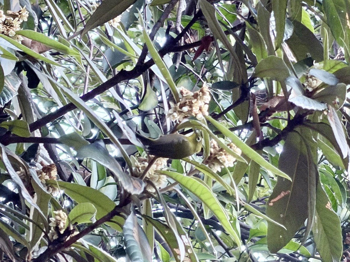 Warbling White-eye - ML647383780