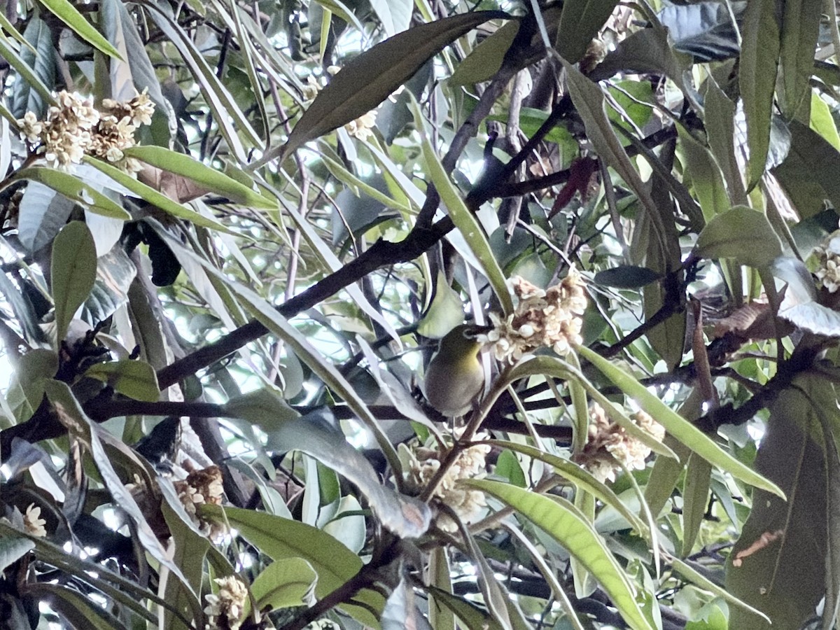 Warbling White-eye - ML647383781