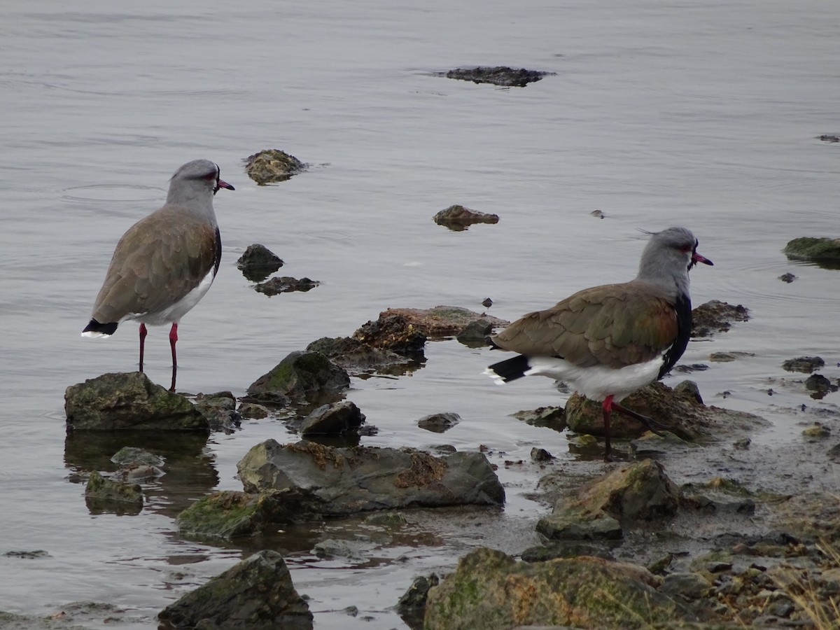 Southern Lapwing - ML647383787