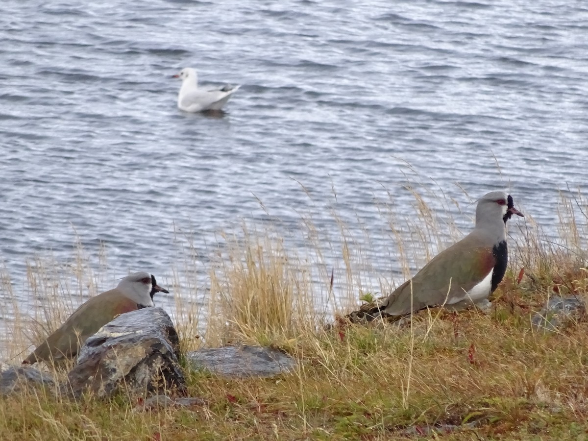Southern Lapwing - ML647383788