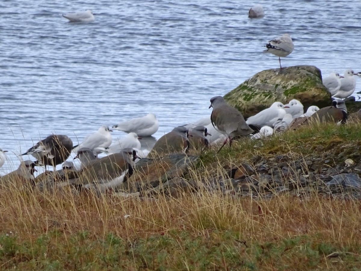 Southern Lapwing - ML647383789