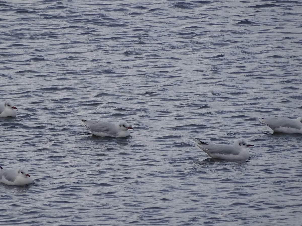 Brown-hooded Gull - ML647383795