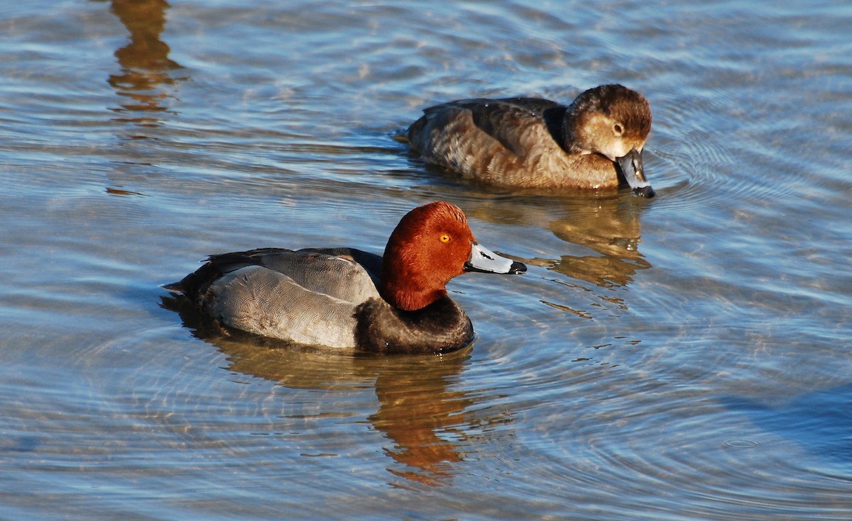 Redhead - ML647383796