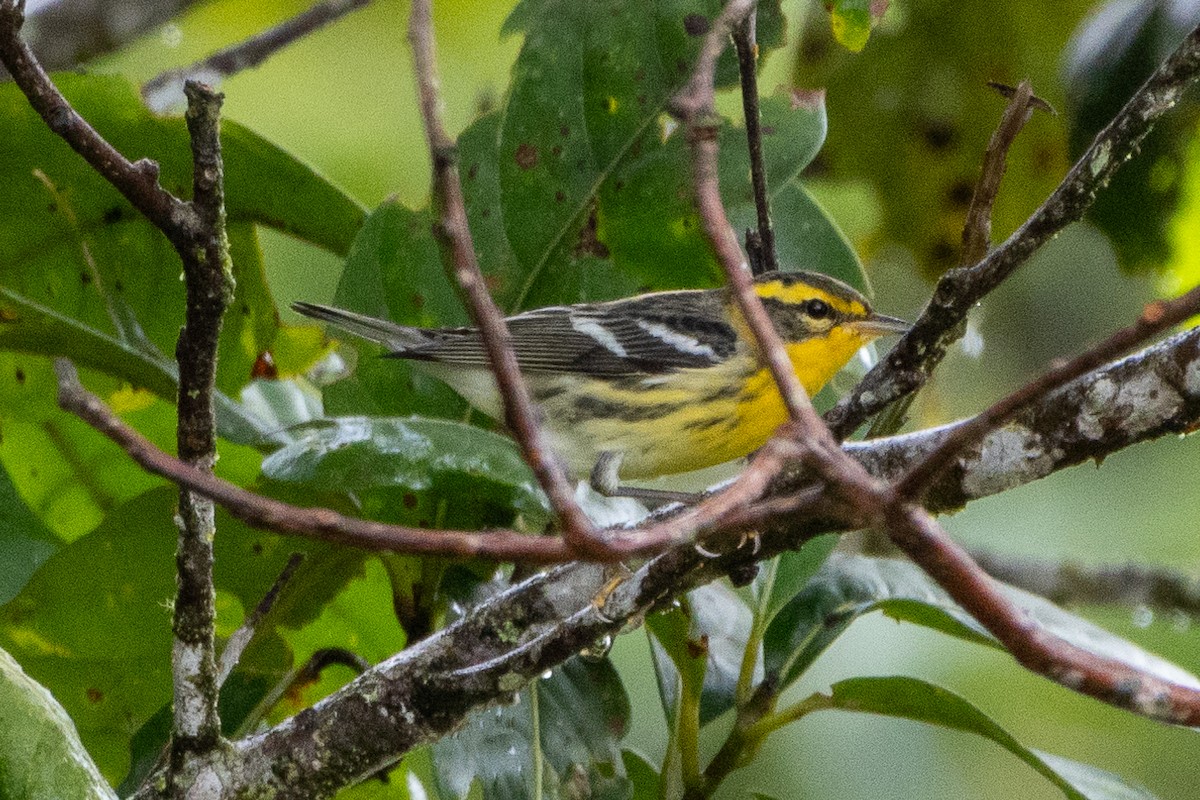 Blackburnian Warbler - ML647383798