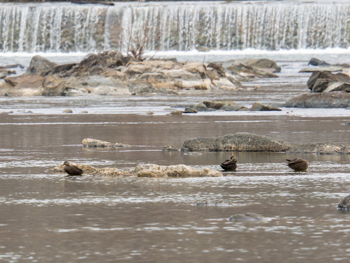 American Black Duck - ML647383803